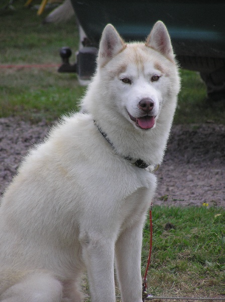Demon de L'Igloo des Sables - 2ème excellent