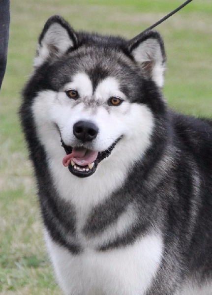 CH. Hypnos (Sans Affixe) - CACIB/CACS 1ere exc ouverte