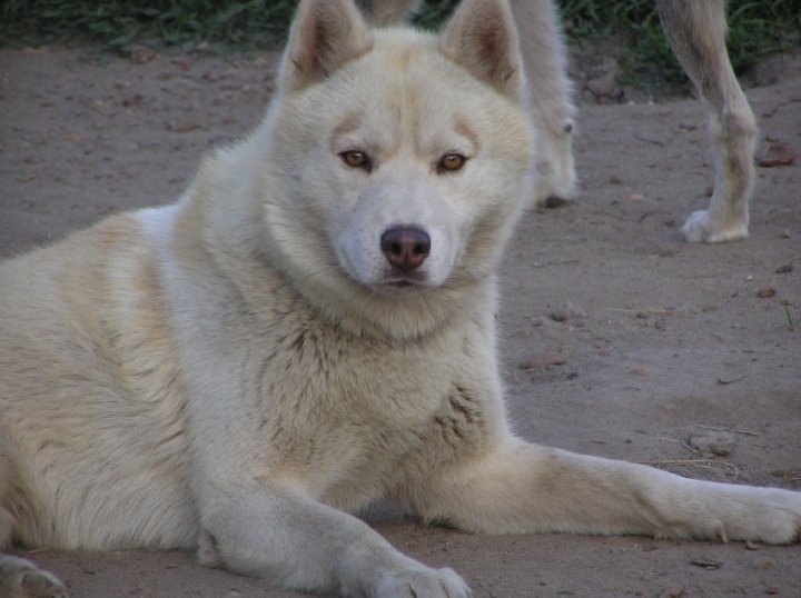 Demon de L'Igloo des Sables - 3ème excellent