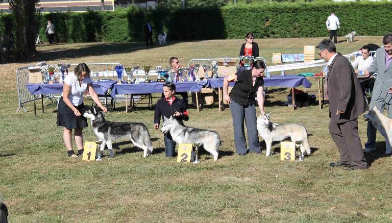 Glorious little girl dite rubis Of pack-ice wolves - 2ème EXC jeune