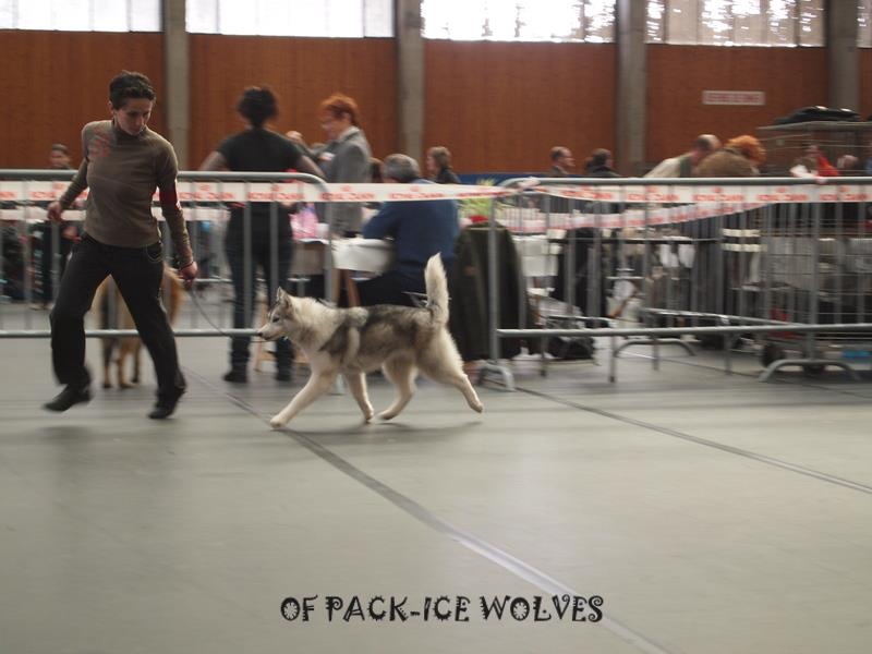 Glorious little girl dite rubis Of pack-ice wolves - 1ère tres prometteur /3 eme BIS puppy