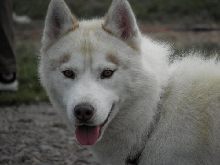 Demon de L'Igloo des Sables - 3ème excellent