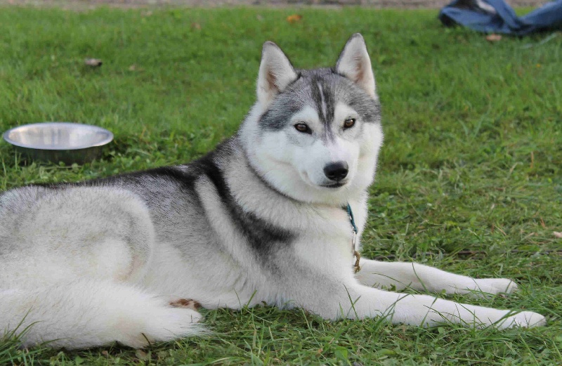 Glorious little girl dite rubis Of pack-ice wolves - recommandée 1er choix