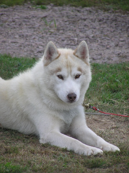Demon de L'Igloo des Sables - excellent