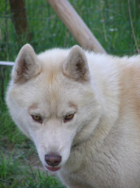 Demon de L'Igloo des Sables - 3eme excellent