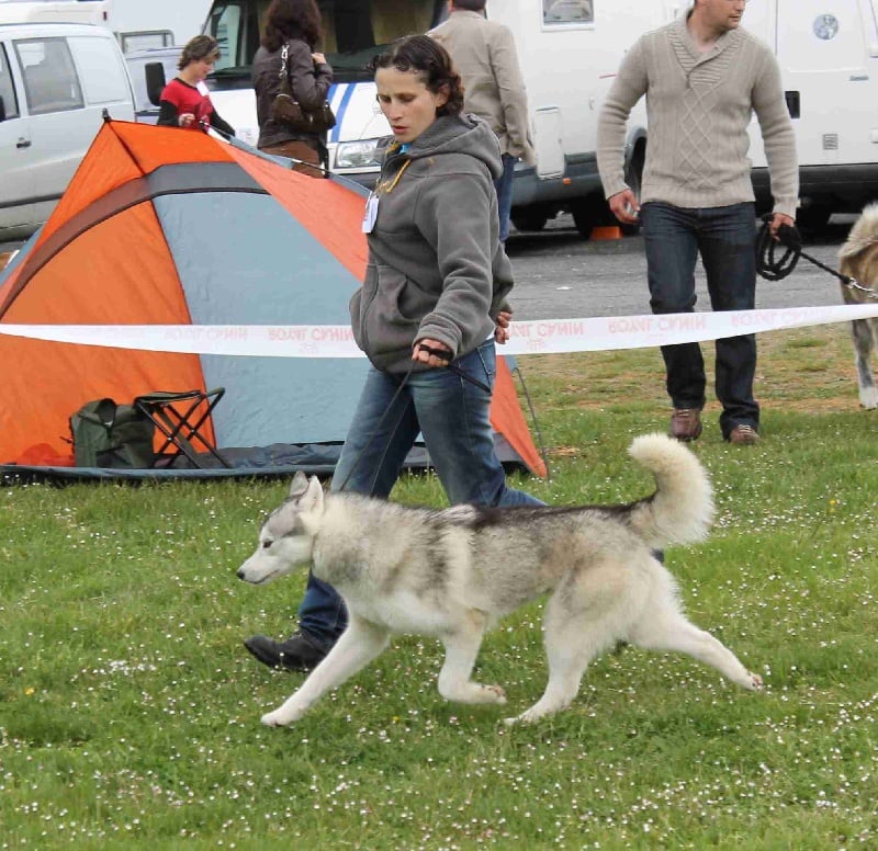 Glorious little girl dite rubis Of pack-ice wolves - 1exc en inter +RCacs