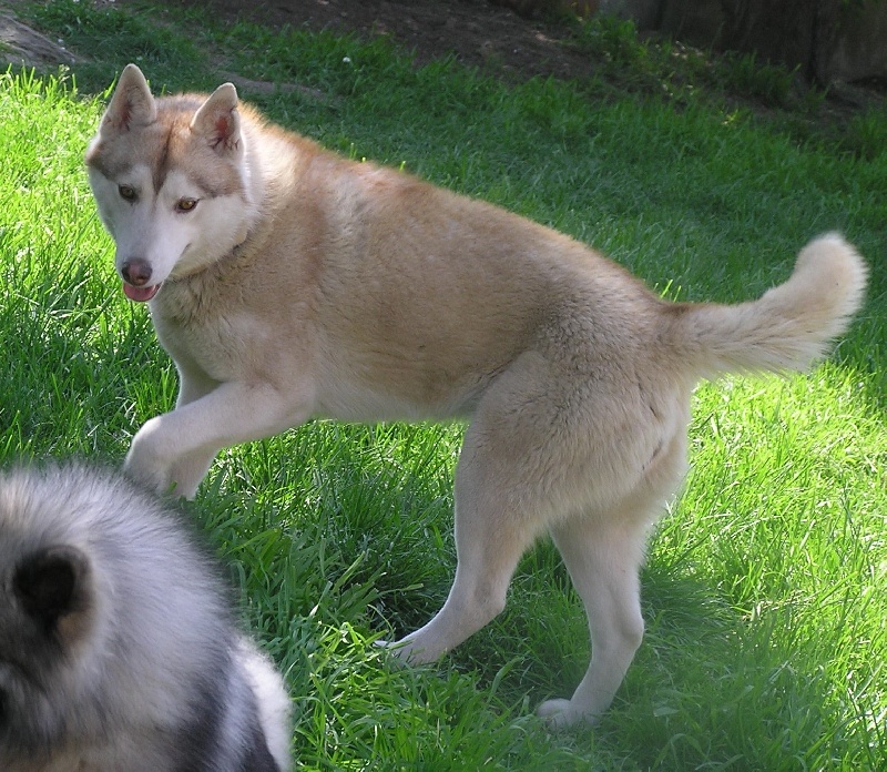 Drouska de L'Igloo des Sables - Recommandé