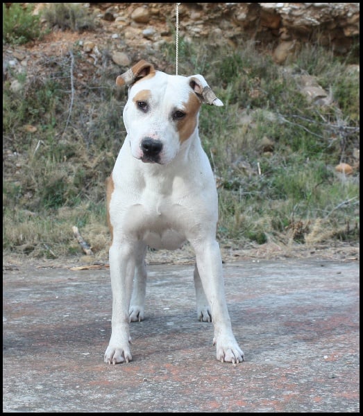 Publication : Briston Legend Auteur : Briston Legend