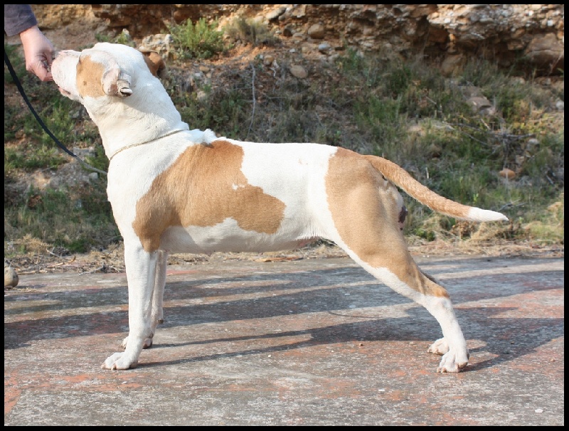 Publication : Briston Legend Auteur : Briston Legend