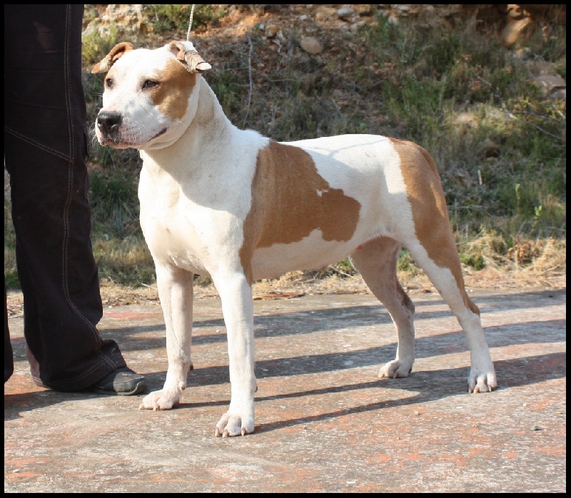 Publication : Briston Legend Auteur : Briston Legend