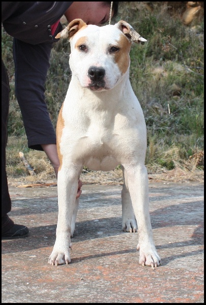 Publication : Briston Legend Auteur : Briston Legend