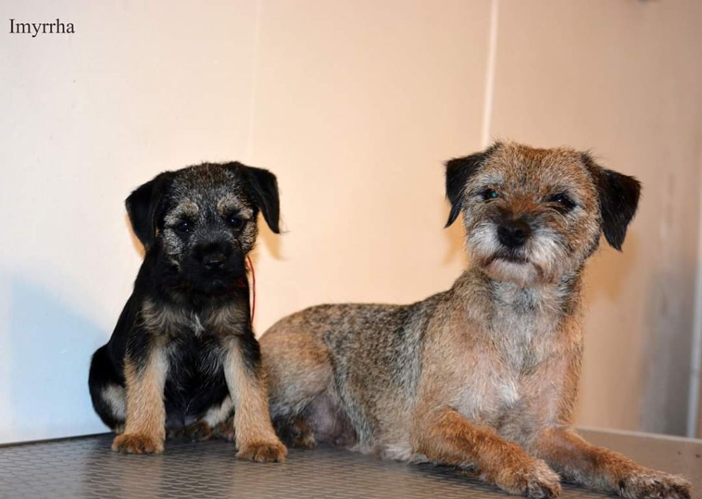 Accueil Elevage D'imyrrha eleveur de chiens Border Terrier