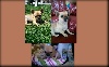 - des bébés Chihuahuas Disponibles LOF