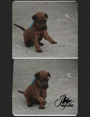 Les chiots de Irish Terrier
