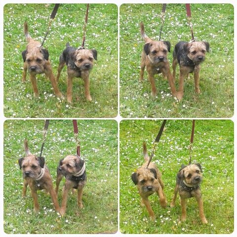 Iryna D'imyrrha - 2 excellent RCAC RCACIB Classe ouverte