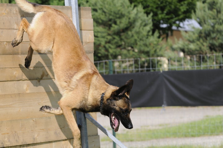 Publication : Des Loups Vaillants Auteur : DEBS EMMANUEL