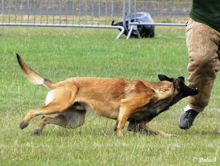 Publication : Des Loups Vaillants Auteur : DEBS EMMANUEL