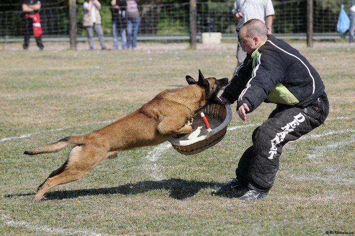 Publication : Des Loups Vaillants Auteur : DEBS EMMANUEL