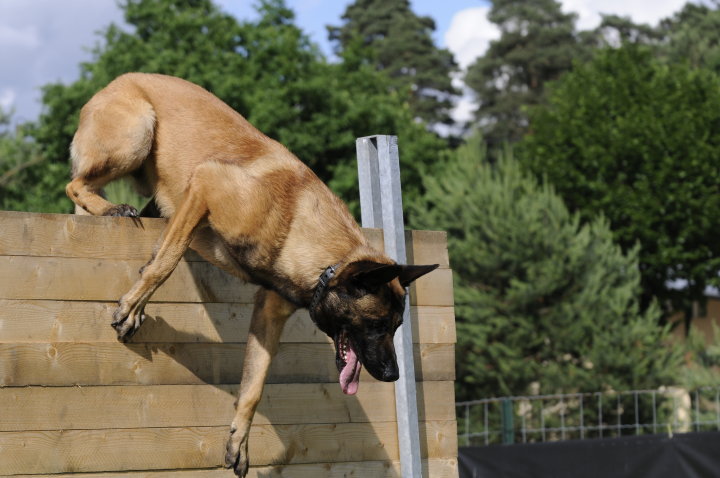 Publication : Des Loups Vaillants Auteur : DEBS EMMANUEL