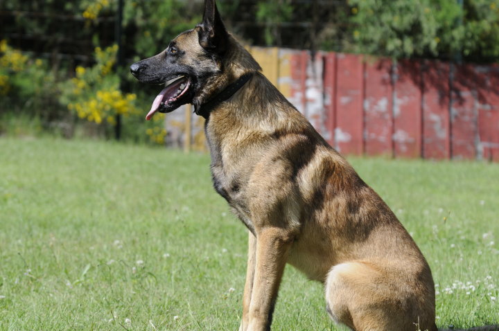 Publication : Des Loups Vaillants Auteur : DEBS EMMANUEL