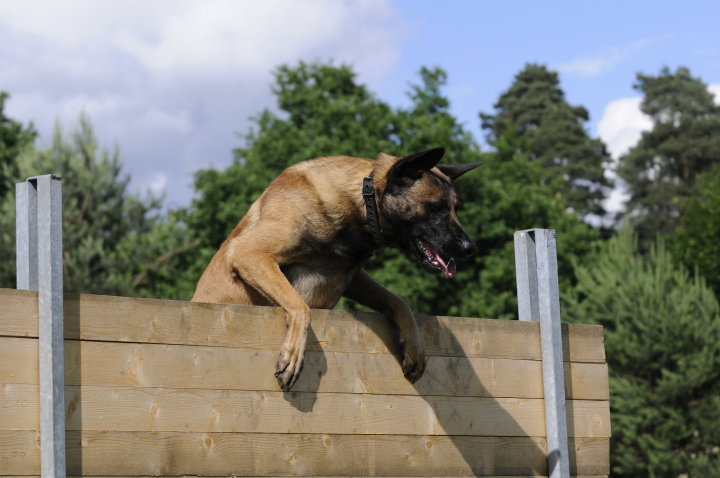 Publication : Des Loups Vaillants Auteur : DEBS EMMANUEL