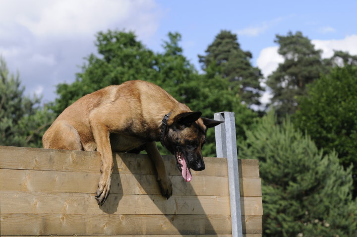 Publication : Des Loups Vaillants Auteur : DEBS EMMANUEL