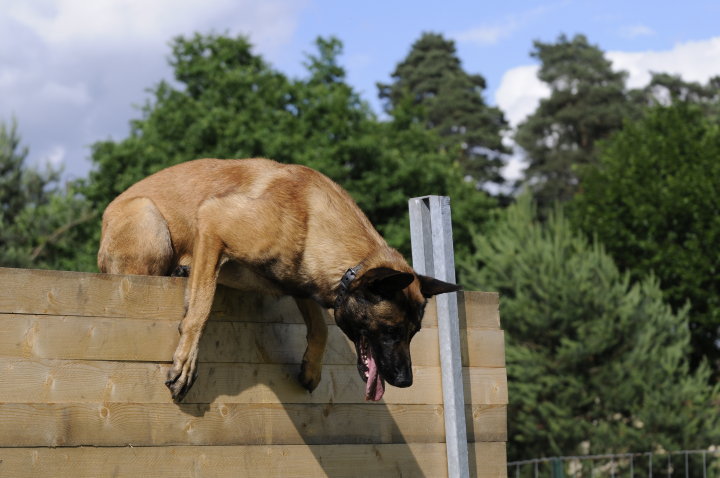 Publication : Des Loups Vaillants Auteur : DEBS EMMANUEL