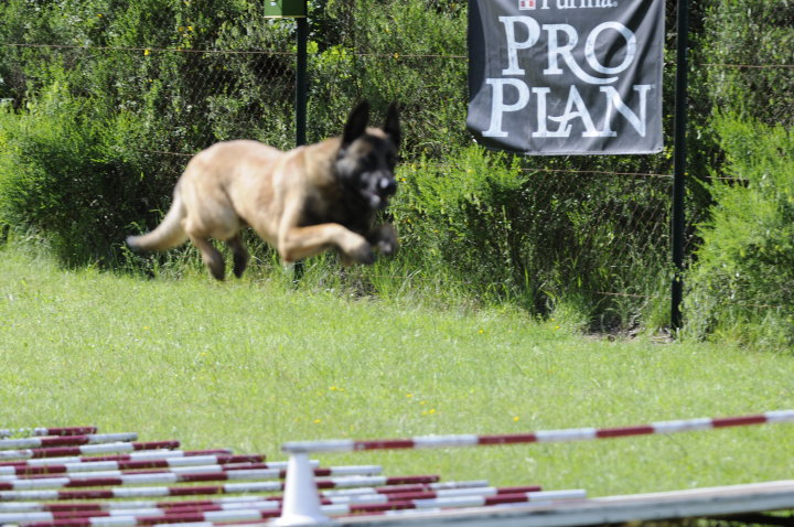 Publication : Des Loups Vaillants Auteur : DEBS EMMANUEL