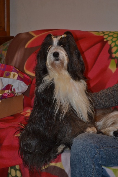 Publication : Of Kiang's Mandala Auteur : Rouillard