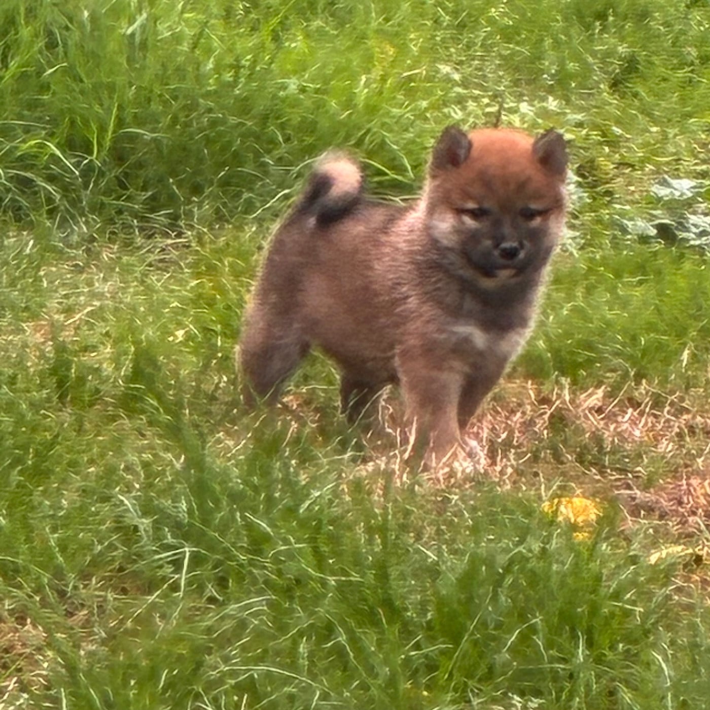 Shiba - Du Manoir De Madone