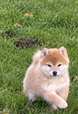 Les chiots de Shiba