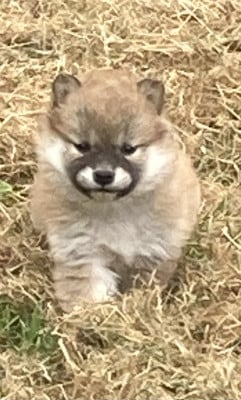 Les chiots de Shiba