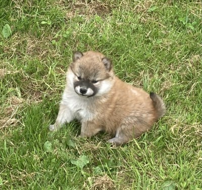 Les chiots de Shiba