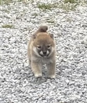 Les chiots de Shiba