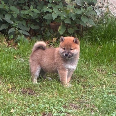 Les chiots de Shiba