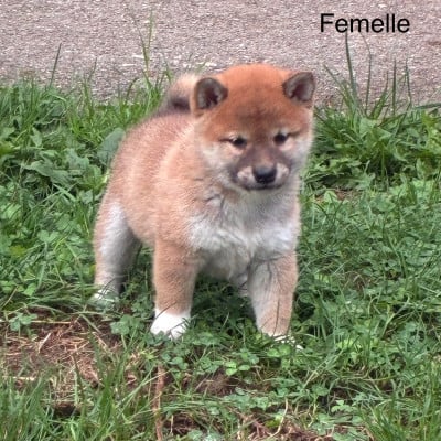 Les chiots de Shiba