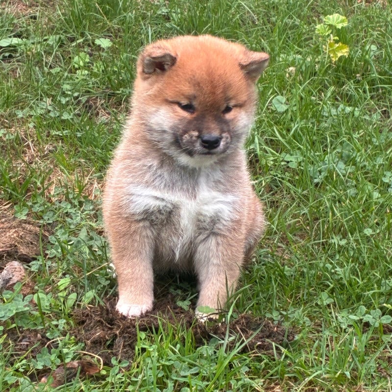 Shiba - Du Manoir De Madone