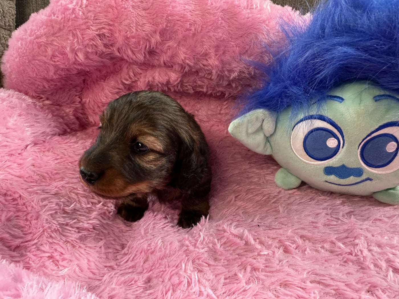 Mâle - Teckel poil long