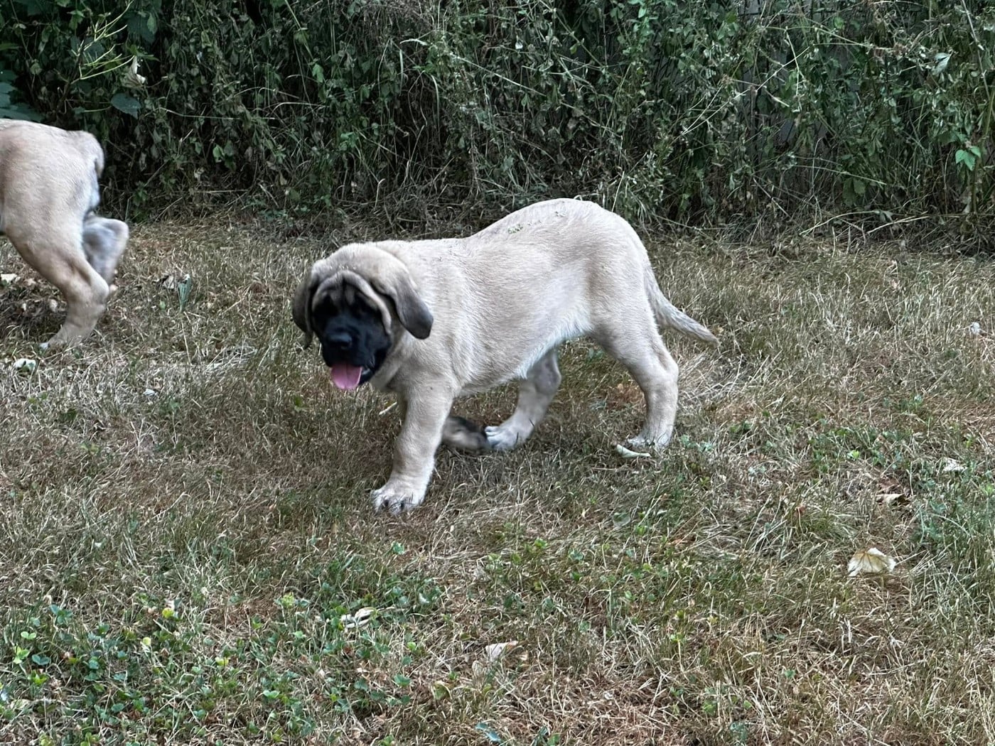 Bettina