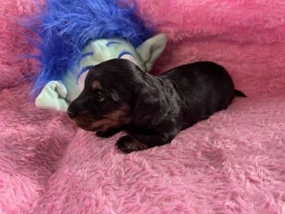 Femelle - Teckel poil long