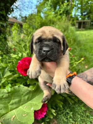 Les chiots de Mastiff