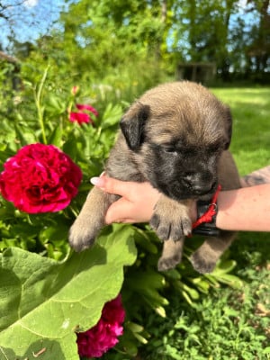 Les chiots de Mastiff