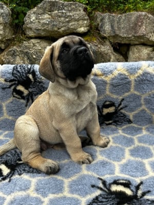 Les chiots de Mastiff