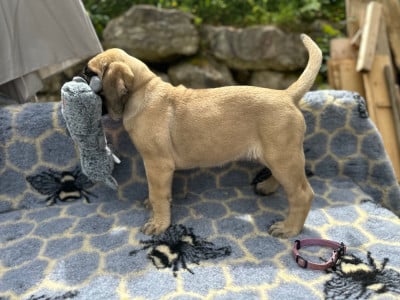 Les chiots de Mastiff