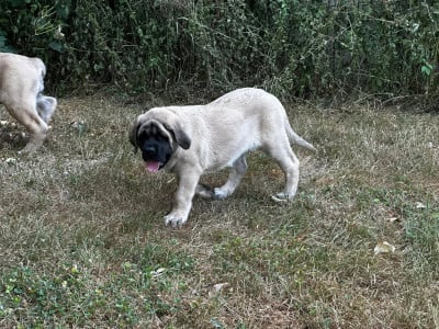 Les chiots de Mastiff