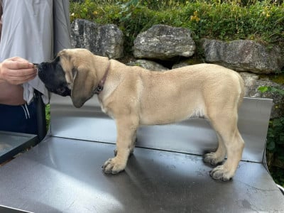 Les chiots de Mastiff