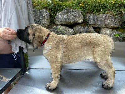 Les chiots de Mastiff