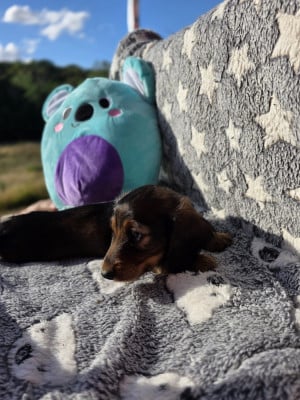 Les chiots de Teckel poil long