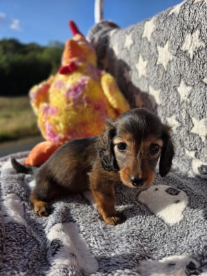 Les chiots de Teckel poil long