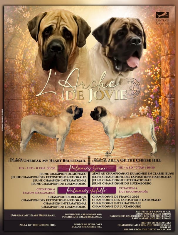 Mastiff - De L'Arche De Jovie